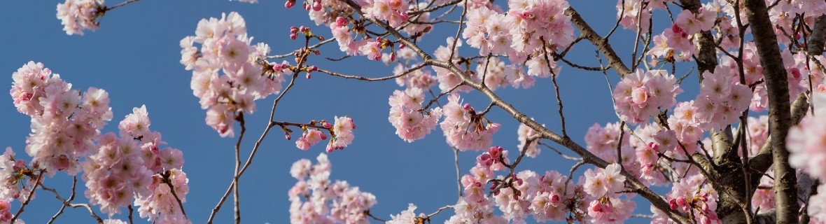Hanami we własnym ogrodzie – urok kwitnących wiśni