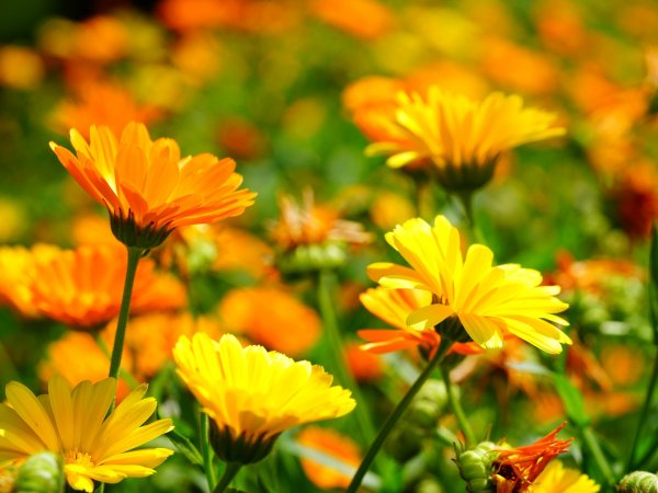 Nagietek lekarski (Calendula officinalis) (fot. pixabay.com)