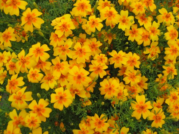 Aksamitka wąskolistna (Tagetes tenuifolia) (fot. wikipedia.org)