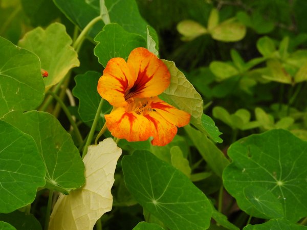 Nasturcja ogrodowa (Trapaeolum cultorum) (fot. pixabay.com)