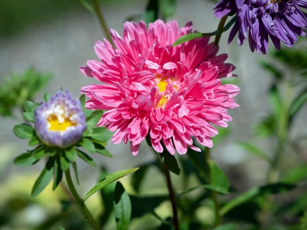 Aster chiński (Callistephus chinensis) (fot. pixabay.com)