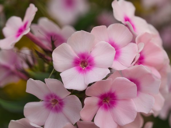 Płomyk Drummonda (Floks karłowy) (Phlox drummondii) (fot. pixabay.com)