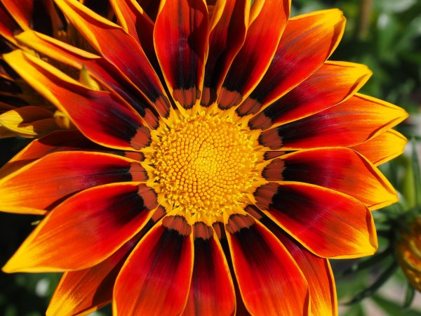 Gazania lśniąca (Gazania splendens) (fot. pixabay.com)