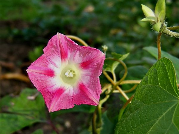 Wilec purpurowy (Ipomea purpurea) (fot. wikipedia.org)