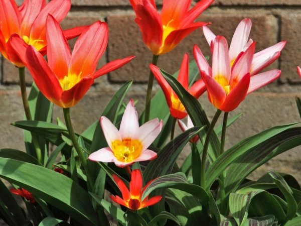 Tulipan Kaufmanna