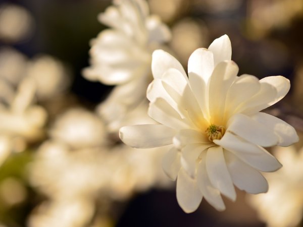 Magnolia gwiaździsta