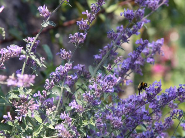 Kocimiętka Faassena (Nepeta x faassenii) (fot. pixabay.com)