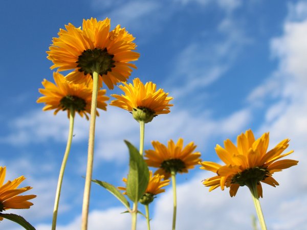 Słoneczniczek zwyczajny (Heliopsis helianthoides) (fot. pixabay.com)