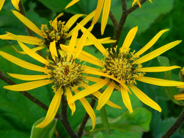 Języczka pomarańczowa (Ligularia dentata) (fot. pixabay.com)