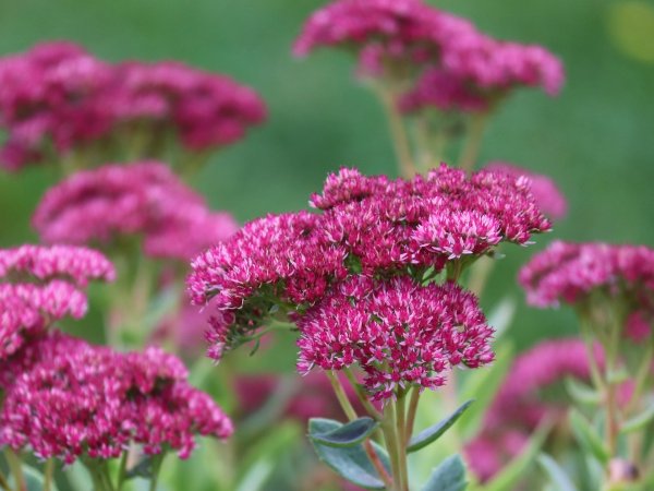 Rozchodnik okazały (Sedum spectabile) (fot. pixabay.com)