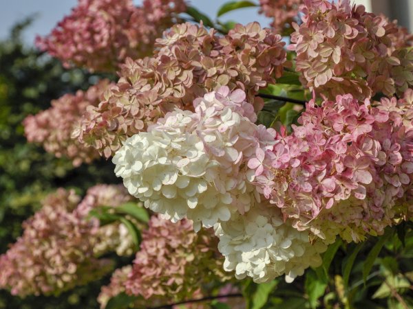 Hortensja bukietowa (Hydrangea paniculata) (fot. pixabay.com)