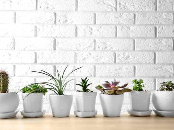 fot. AdobeStock