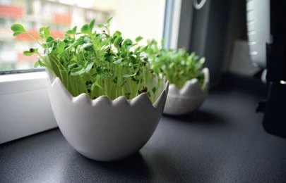 M jak Mrówka Parapet w wielu rolach