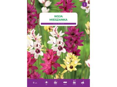 Zdjęcie: Kwiaty Iksja mieszanka LEGUTKO