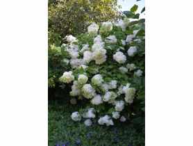 Hortensja bukietowa C2 CLEMATIS
