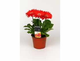 Kwiat doniczkowy Gerbera KAMA