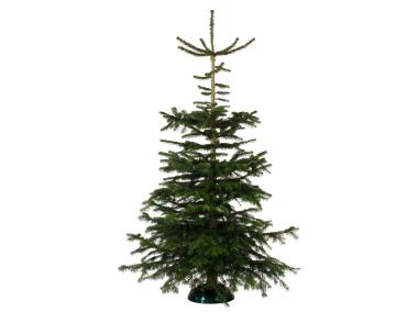 Zdjęcie: Jodła kaukaska cięta 175-200 cm GREEN TEAM POLSKA