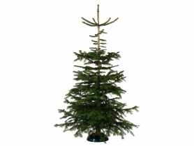 Jodła kaukaska cięta 175-200 cm GREEN TEAM POLSKA