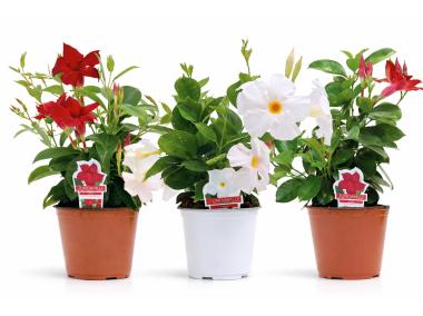 Zdjęcie: Kwiat doniczkowy Mandevilla D510 KAMA