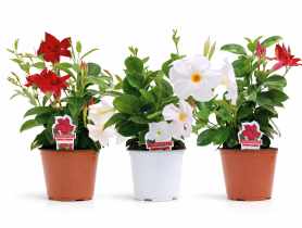 Kwiat doniczkowy Mandevilla D510 KAMA