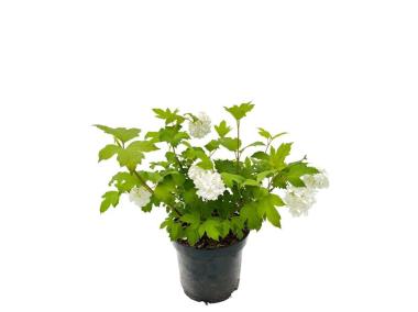Zdjęcie: Kalina koralowa Roseum Viburnum opulus C2/20-30 cm ŁAZUCCY