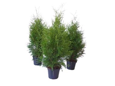 Zdjęcie: Thuja Brabant 2 L CYGANEK
