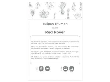 Zdjęcie: Tulipan Red Rover czerwony 4 sztuki W.LEGUTKO