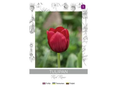 Zdjęcie: Tulipan Red Rover czerwony 4 sztuki W.LEGUTKO