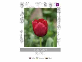 Tulipan Red Rover czerwony 4 sztuki W.LEGUTKO