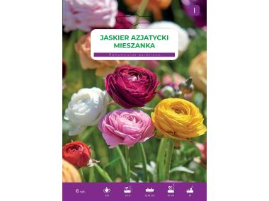 Zdjęcie: Jaskier azjatycki mieszanka LEGUTKO