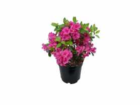 Azalia japońska Silvester ciemnoróżowa ŁAZUCCY