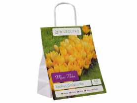 Krokus mieszanka Maxi Paka W.LEGUTKO