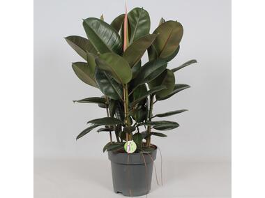 Zdjęcie: Ficus Elastica KAMA MAŚLANKIEWICZ