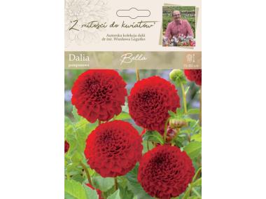Zdjęcie: Dalia ogrodowa Bella kolekcja dalii W.LEGUTKO