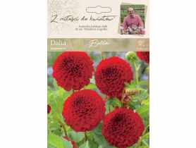 Dalia ogrodowa Bella kolekcja dalii W.LEGUTKO