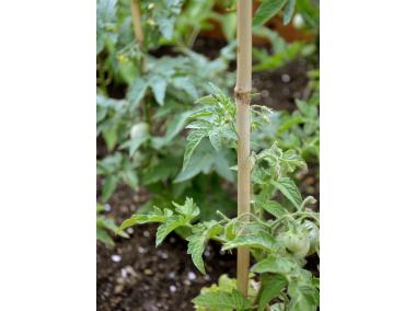 Zdjęcie: Tyczka bambusowa naturalna Bamboo fi8-10 mm x 0,9 m, naturalny NORTENE