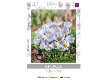 Zdjęcie: Krokus Blue Pearl niebieski 8 sztuk W.LEGUTKO