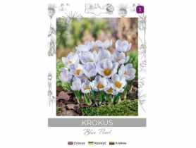 Krokus Blue Pearl niebieski 8 sztuk W.LEGUTKO