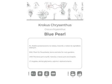 Zdjęcie: Krokus Blue Pearl niebieski 8 sztuk W.LEGUTKO