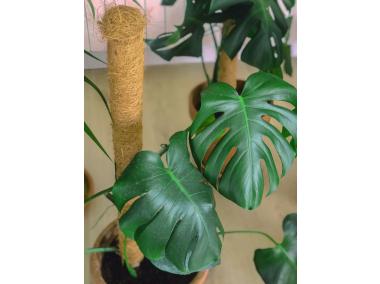 Zdjęcie: Tyczka kokosowa Stake Coco fi45 mm x 1,5 m, naturalny NORTENE