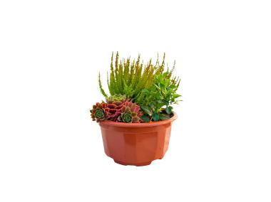 Zdjęcie: Kompozycja roślin jesienna - misa 20 cm ŁAZUCCY