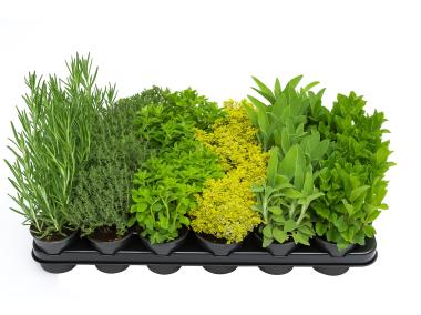 Zdjęcie: Sadzonki ziół doniczki P9 mix KAMA