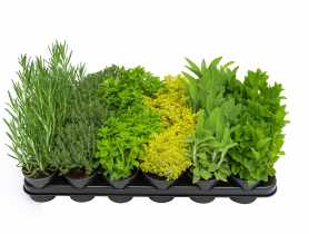 Sadzonki ziół doniczki P9 mix KAMA