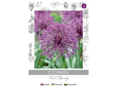 Zdjęcie: Czosnek Violet Beauty fioletowy 4 sztuki W.LEGUTKO