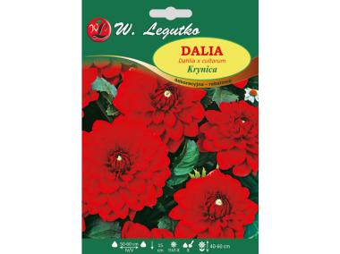 Zdjęcie: Dalia ogrodowa Krynica seria tradycyjna W.LEGUTKO