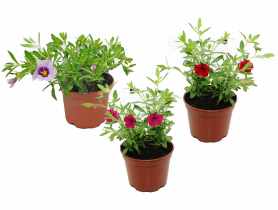 Calibrachoa 4FLOWER