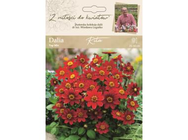 Zdjęcie: Dalia ogrodowa Rita kolekcja dalii W.LEGUTKO
