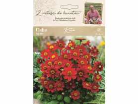 Dalia ogrodowa Rita kolekcja dalii W.LEGUTKO