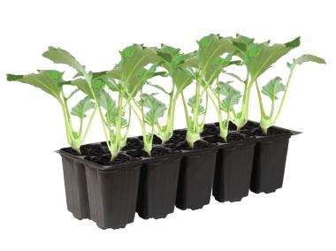 Zdjęcie: Sadzonki pikowane brokuła 10 szt. 4 FLOWER