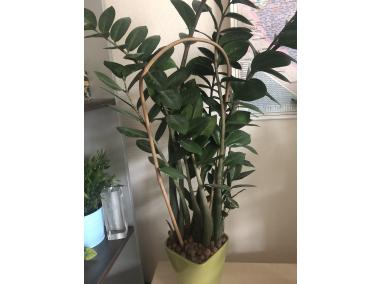 Zdjęcie: Tyczka bambusowa owalna ARC Bamboo 60 cm, naturalny, 3 sztuki NORTENE